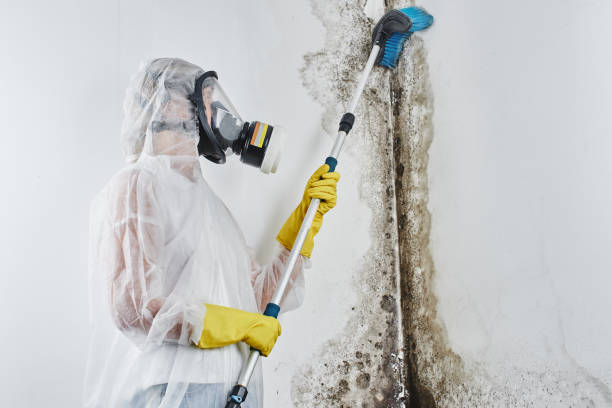 Office Mold Removal Services in Dunnstown, PA