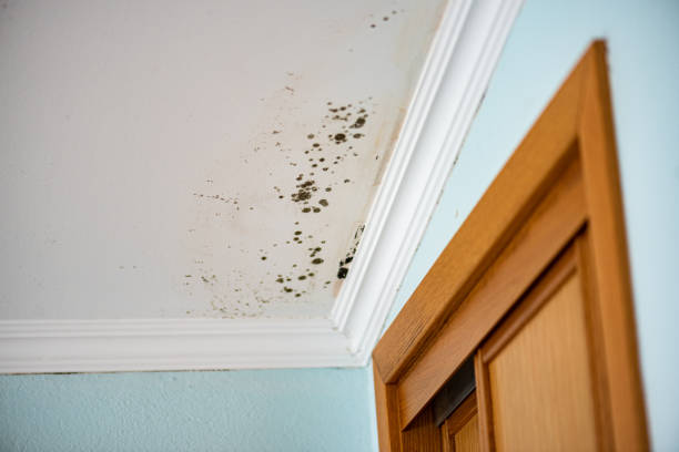 Best Crawl Space Mold Removal  in Dunnstown, PA