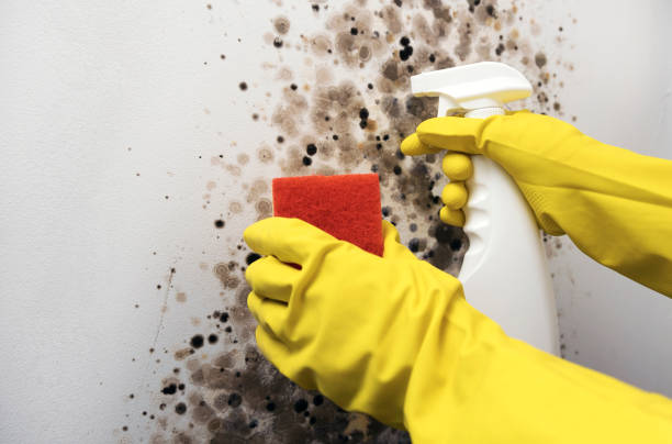 Trusted Dunnstown, PA Mold Removal Experts