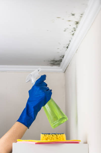 Best Office Mold Removal Services  in Dunnstown, PA