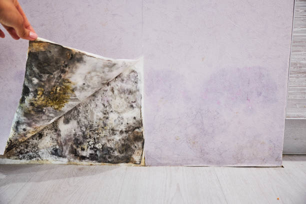 Best Mold Testing  in Dunnstown, PA